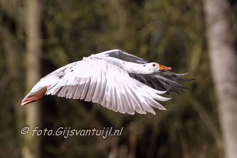 Gans Witte Gans